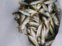 朝の兵突キスもタコもサビキ釣りも！