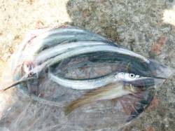 サヨリ爆釣！アジも絶好調！アジュール舞子