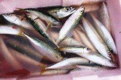 サビキ好釣★風注意