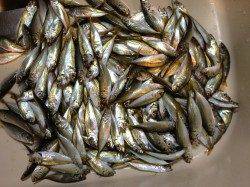 アジュール舞子　風・波の中でもサビキでアジ・サヨリ大漁☆