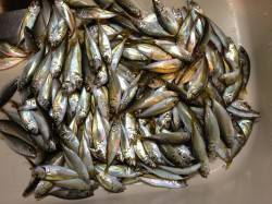 アジュール舞子　風・波の中でもサビキでアジ…