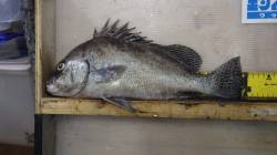 堺漁港　夜のカゴ釣りでコショウダイ40cm…