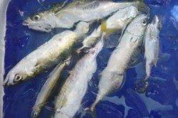 中アジ・豆アジ・キスin食コン♪