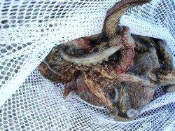 タコ釣れてます♪泉大津ＲＴ。夕方