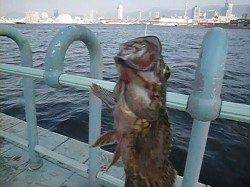 北公園ＲＴ　ガシラ、セイゴ、タコ