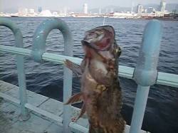 北公園ＲＴ　ガシラ、セイゴ、タコ