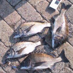 【元気な夏チヌ】芦屋のチヌ情報