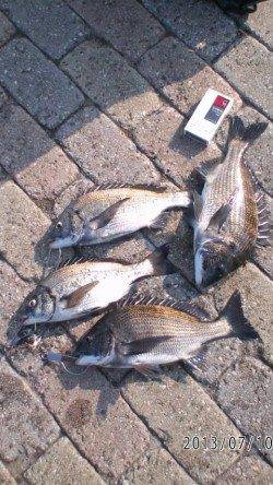 【元気な夏チヌ】芦屋のチヌ情報