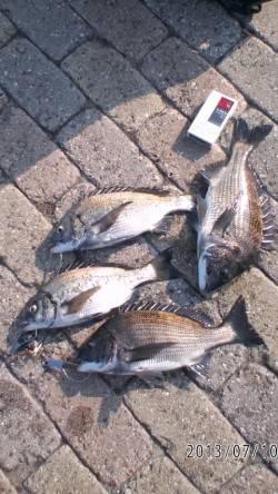 【元気な夏チヌ】芦屋のチヌ情報