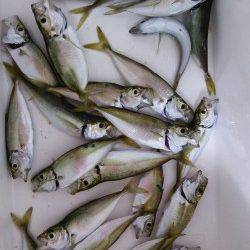 アジュール舞子で、サビキ釣り。コンスタントに豆アジが釣れました