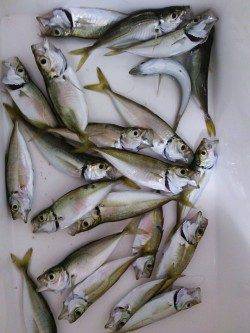 アジュール舞子で、サビキ釣り。コンスタントに豆アジが釣れました