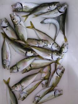 アジュール舞子で、サビキ釣り。コンスタント…