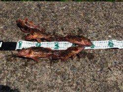 宮尾でガシリング、アタリ連発で5匹キープ