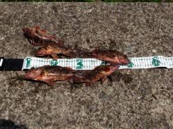 宮尾でガシリング、アタリ連発で5匹キープ