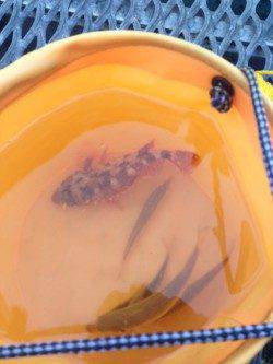 とっとパーク小島　雨宿りをしながらガシラ＆アジ