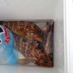 【ガシラにアコウ】宮尾でのワーム釣り