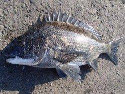 ☆チヌとキスがキタ~☆泉大津　夕方RT１１日