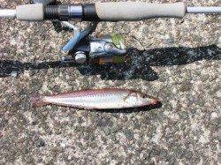 チョイ投げのキスが面白い!!