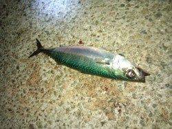 【大サバ釣れすぎ警報】アジュール舞子