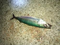 【大サバ釣れすぎ警報】アジュール舞子 