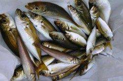 食コン★今日も小アジにタコ