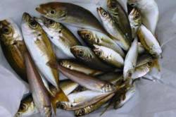 食コン★今日も小アジにタコ