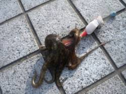 「豚の脂身」効果!?