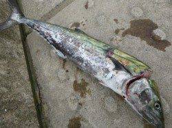 神戸空港RT 60サゴシ!