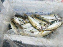 【アジュールも小アジ、小サバ好調】ＲＴ