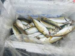 【アジュールも小アジ、小サバ好調】ＲＴ