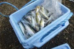 サビキ好釣★風注意 