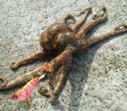 ショアタコゲーム 垂水漁港でも♪