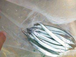 【サヨリ好調!!】アジュール舞子RT