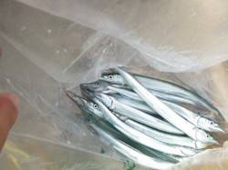 【サヨリ好調！！】アジュール舞子ＲＴ