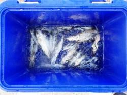 早朝に小アジ♪キス・サヨリも泉大津RT12…