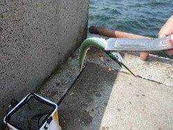 【サヨリ・アジ・サバ好調♪】鳴尾ＲＴ