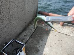 【サヨリ・アジ・サバ好調♪】鳴尾ＲＴ 