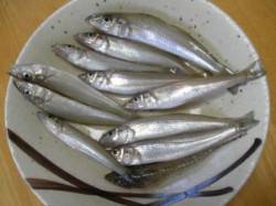 夏の早朝はキスでキマリ！