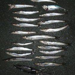 田ノ浦でもカマスだー！！回遊中♪