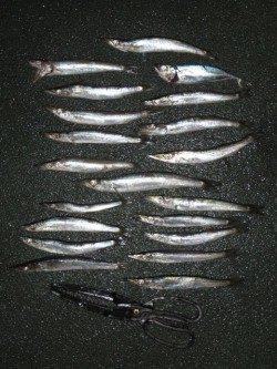 田ノ浦でもカマスだー！！回遊中♪