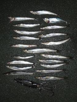 田ノ浦でもカマスだー！！回遊中♪