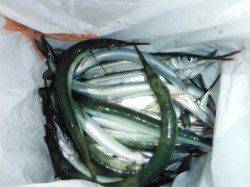 【サヨリ警報発令～！爆釣です！！】南芦屋浜