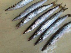 つれた！釣れた！田ノ浦のカ・マ・ス♪