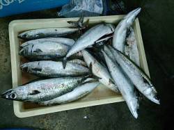 四季の釣り放送後に大サバ爆釣！！