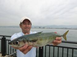 神戸空港　大サバ出ました！！