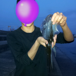 淡輪　朝の日の出にエギングでアオリイカがヒット☆元気の良いアオリ☆