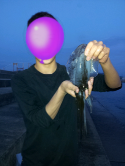 淡輪　朝の日の出にエギングでアオリイカがヒット☆元気の良いアオリ☆