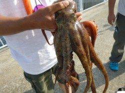 北公園ＲＴ　タコ、サヨリ良い感じ