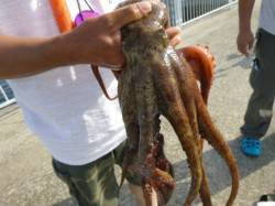 北公園ＲＴ　タコ、サヨリ良い感じ