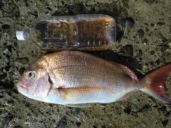 須磨で良型マダイ！？ 